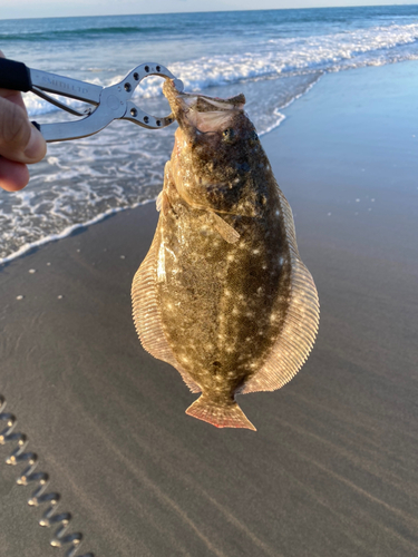 ソゲの釣果