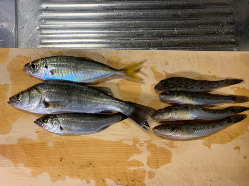 ハゼの釣果