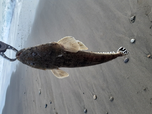 コチの釣果