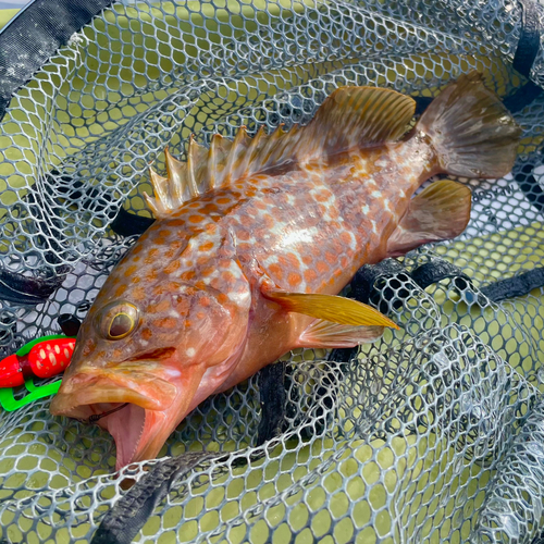 アコウの釣果