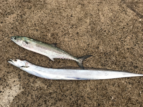 タチウオの釣果