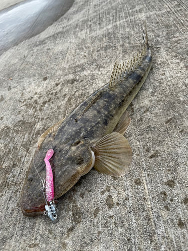 マゴチの釣果