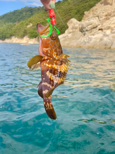 アコウの釣果