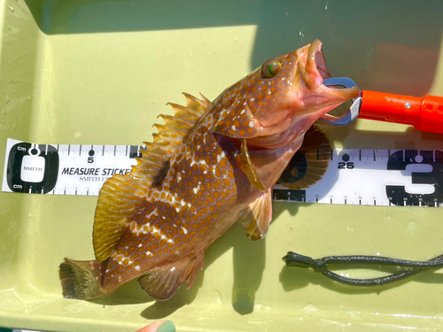 アコウの釣果