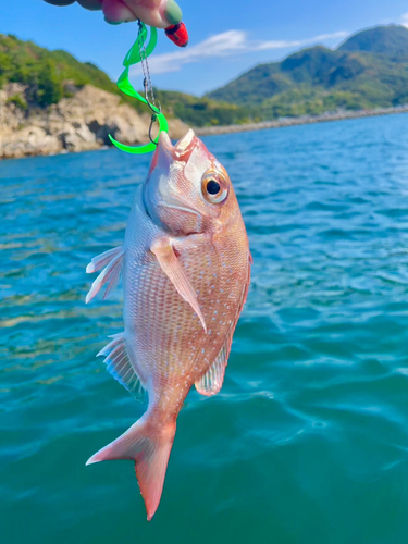 マダイの釣果