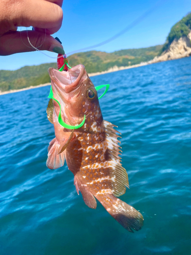 アコウの釣果