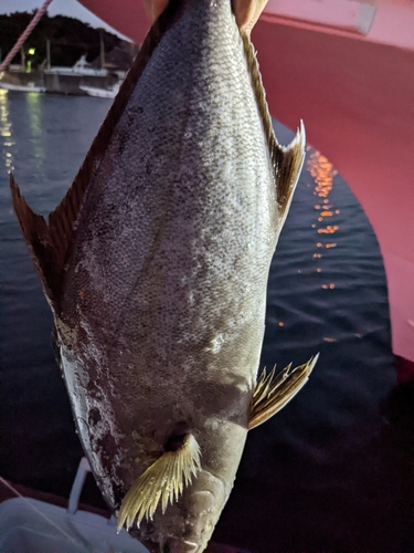 ショゴの釣果