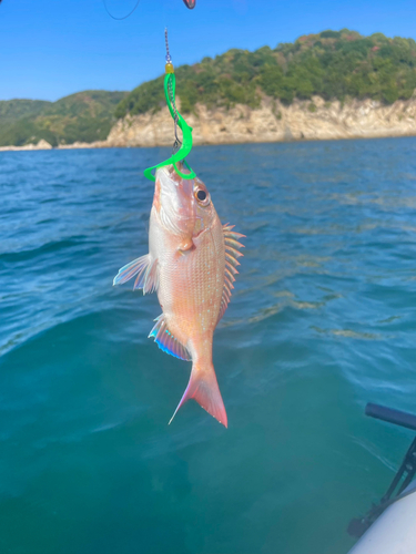 マダイの釣果