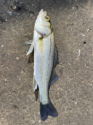 セイゴ（タイリクスズキ）の釣果