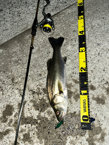 シーバスの釣果