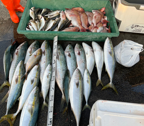 アジの釣果