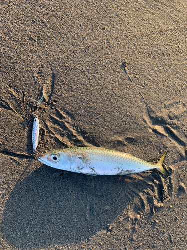 サバの釣果