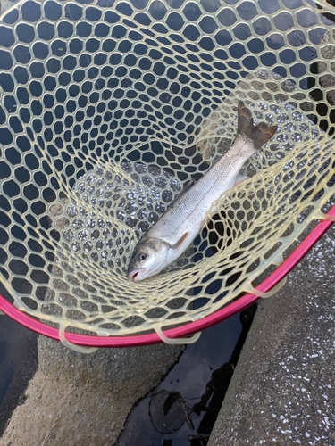 ウグイの釣果