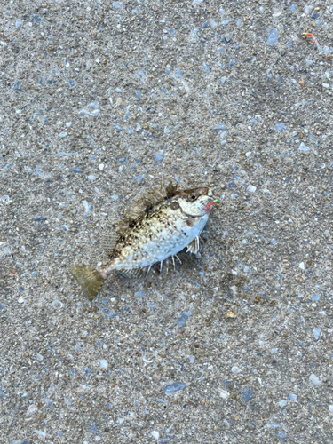 アイゴの釣果