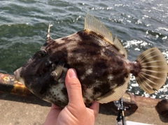 カワハギの釣果