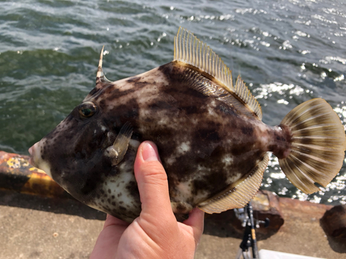 カワハギの釣果