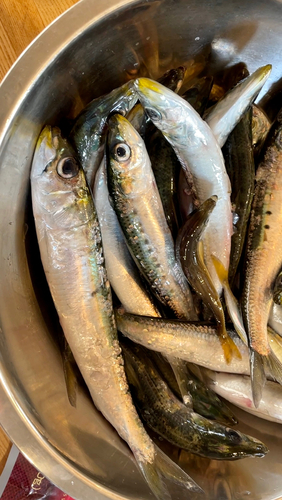 イワシの釣果