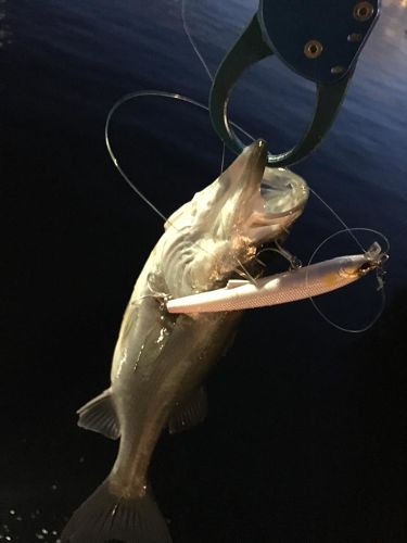 フッコ（マルスズキ）の釣果