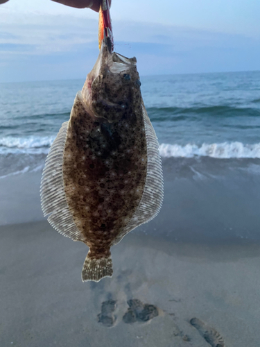 ソゲの釣果