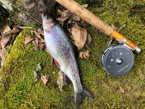 ニジマスの釣果