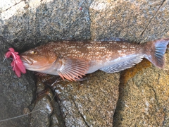 アイナメの釣果