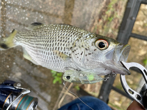 オオクチユゴイの釣果