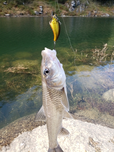 ニゴイの釣果