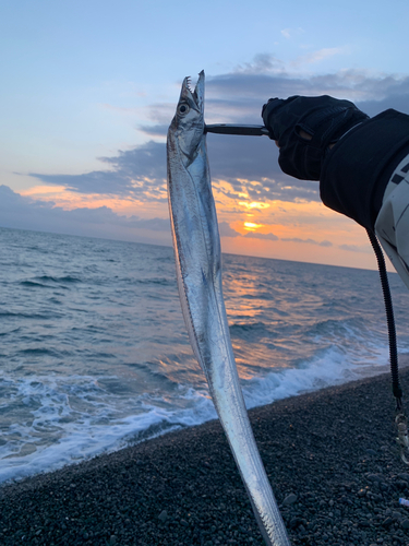 タチウオの釣果