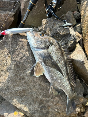 チヌの釣果