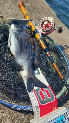 チヌの釣果