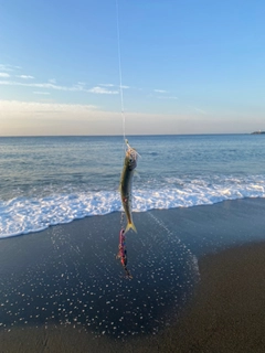 イワシの釣果