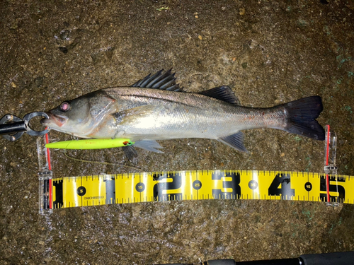 スズキの釣果