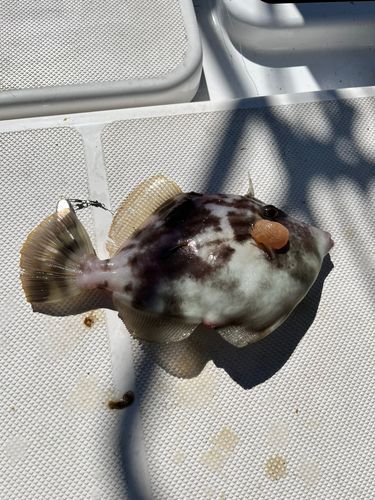 カワハギの釣果