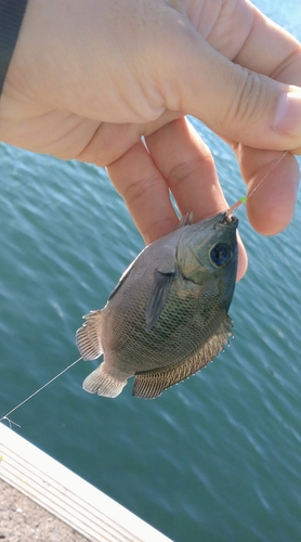 メジナの釣果