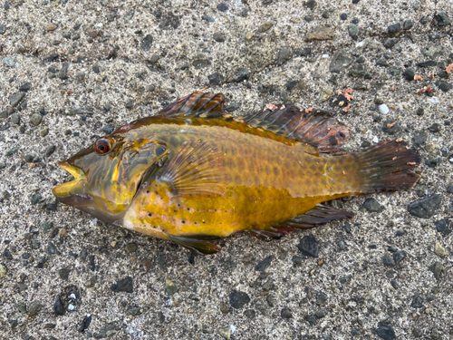 オハグロベラの釣果