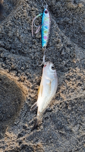 ニベの釣果