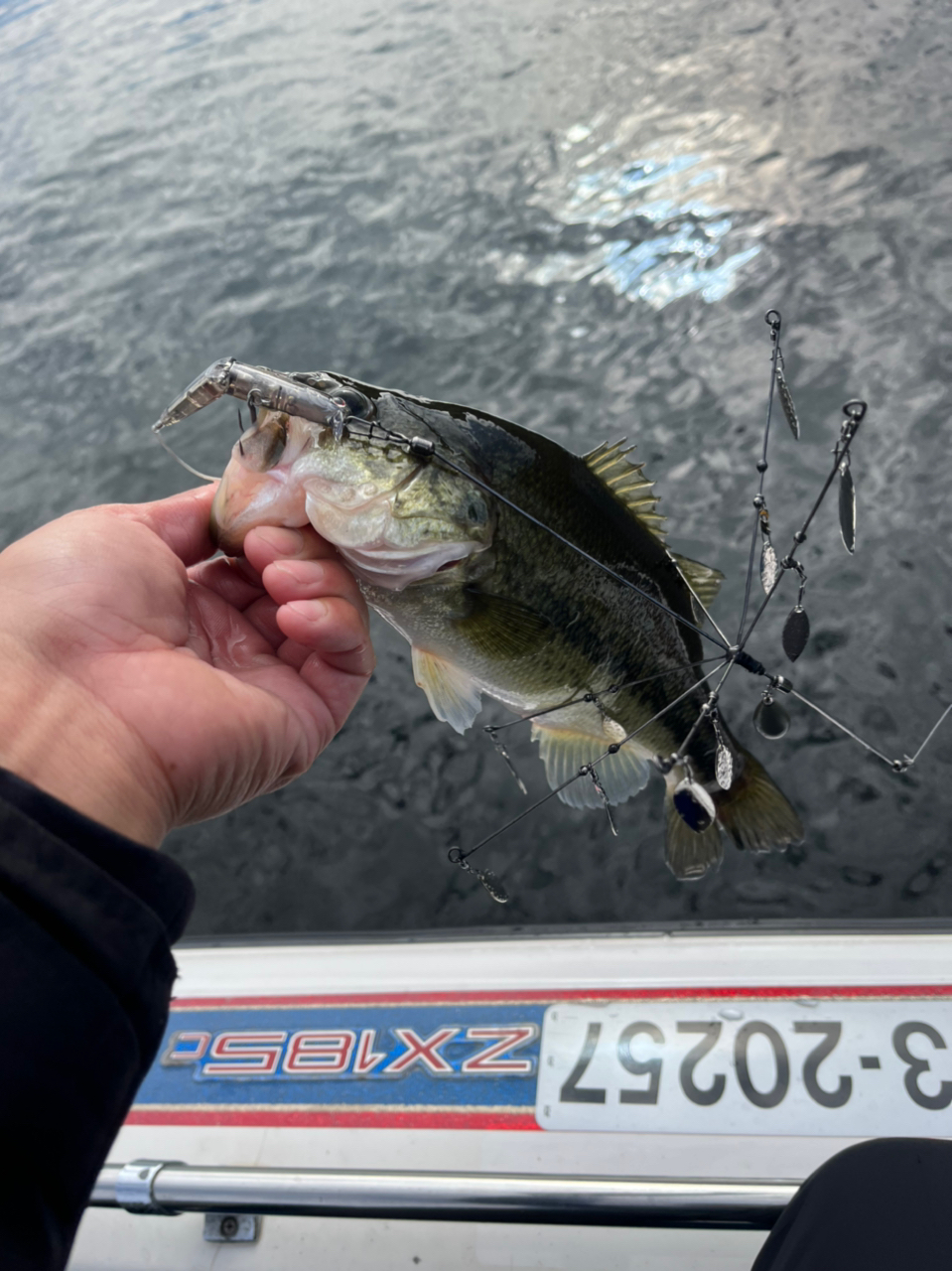 ブラックバス