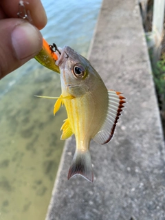 オキフエダイの釣果