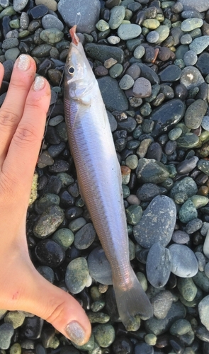 キスの釣果