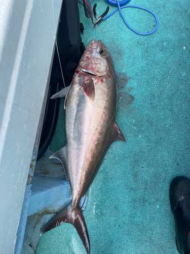 カンパチの釣果