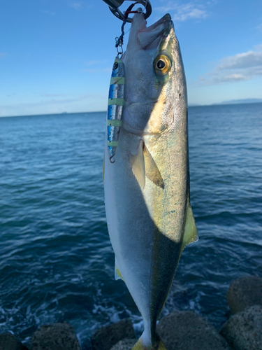 ヤズの釣果