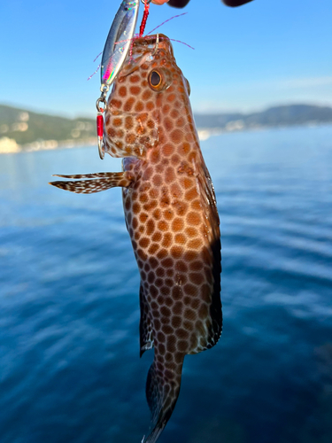 オオモンハタの釣果