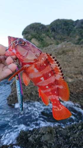 アカハタの釣果