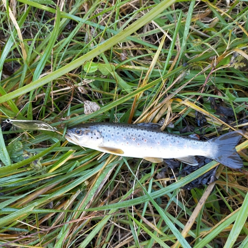 ブラウントラウトの釣果