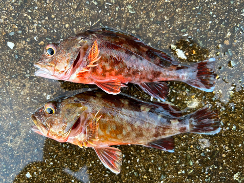 ガシラの釣果