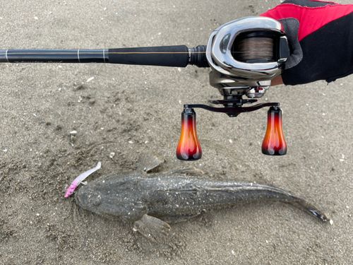 マゴチの釣果