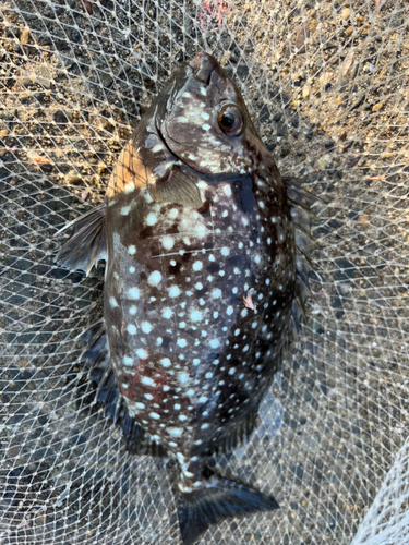 アイゴの釣果