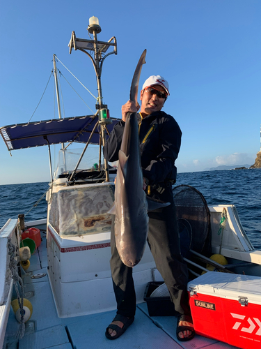 サメの釣果