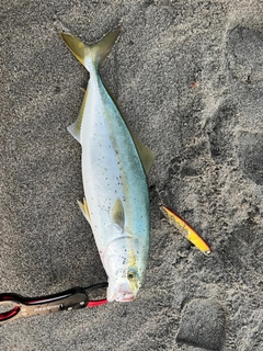 イナダの釣果