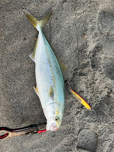 イナダの釣果